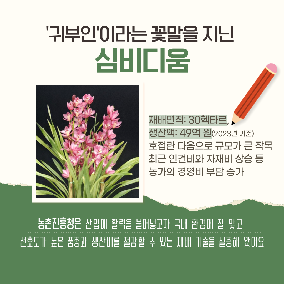 '귀부인'이라는 꽃말을 지닌 심비디움 재배면적: 30헥타르, 생산액: 49억원(2023년 기준) 호접란 다음으로 규모가 큰 작목 최근 인건비와 자재비 상승 등 농가의 경영비 부담 증가 농촌진흥청은 산업에 활력을 불어넣고자 국내 환경에 잘 맞고 선호도가 높은 품종과 생산비를 절감할 수 있는 재배 기술을 실증해 왔어요