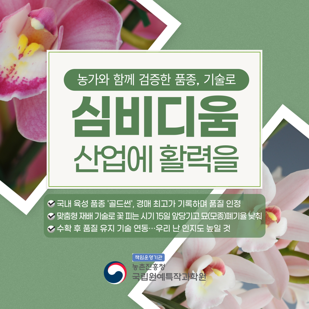 농가와 함께 검증한 품종, 기술로 심비디움 산업에 활력을 국내 육성 품종 '골드썬', 경매 최고가 기록하며 품질 인정 맞춤형 재배 기술로 꽃 피는 시기 15일 앞당기고 묘(모종) 폐기율 낮춰 수확 후 품질 유지 기술 연동…우리 난 인지도 높일 것 책임운영기관 농촌진흥청 국립원예특작과학원