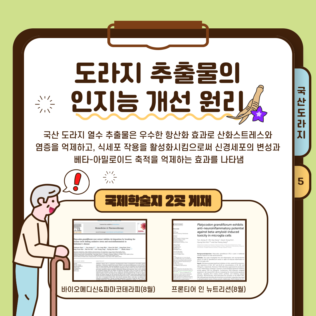 도라지 추출물의 인지능 개선 원리 국산 도라지 열수 추출물은 우수한 항산화 효과로 산화 스트레스와 염증을 억제하고, 식세포 작용을  활성화 시킴으로써 신경세포의 변성과 베타-아밀로이드 축적을 억제하는 효과를 나타냄 국제 학술지 2곳 게재 바이오메디신&파마코테라피(8월), 프론티어 인 뉴트리션(8월)