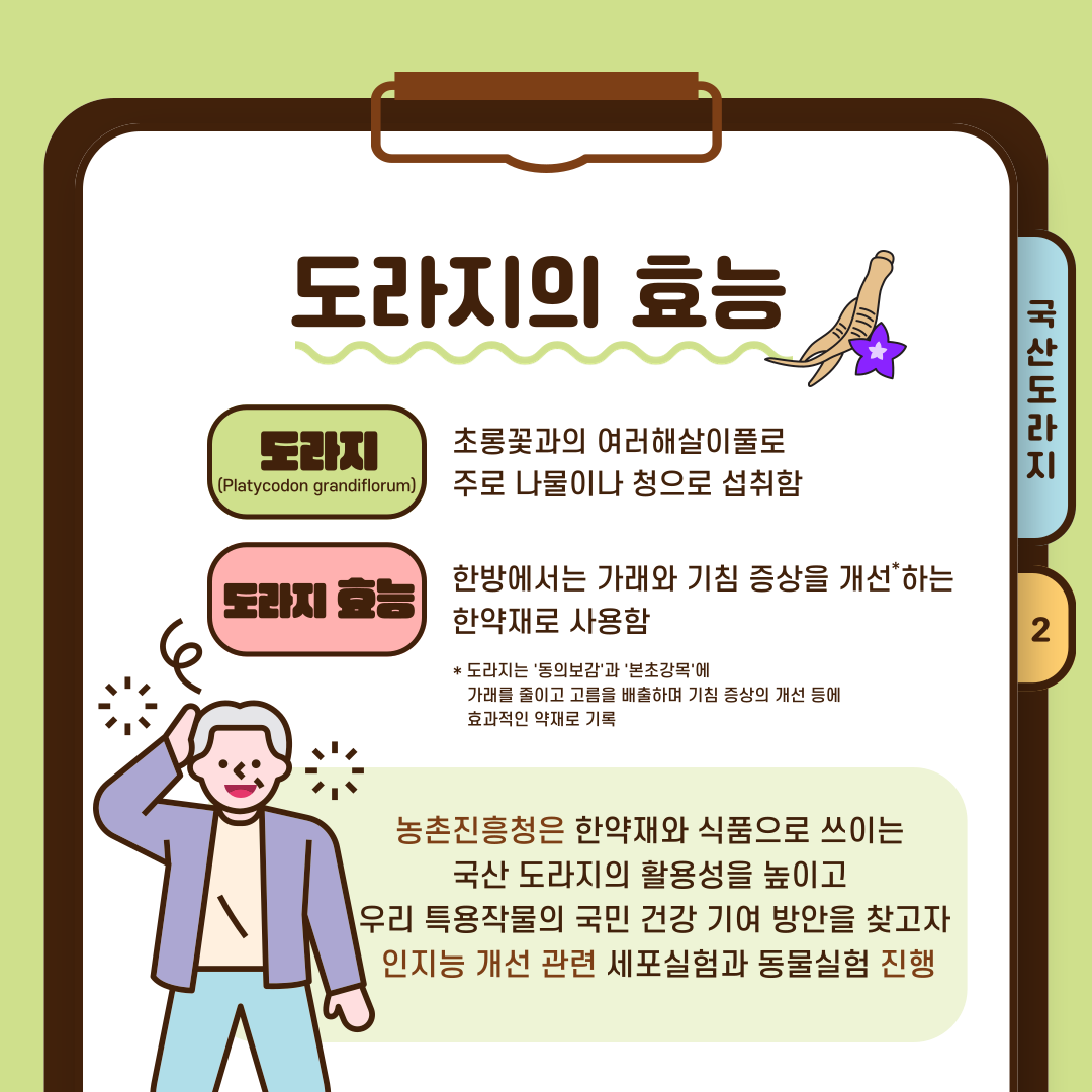 도라지의 효능 도라지: 초롱꽃과 여러해살이풀로 주로 나물이나 청으로 섭취함 도라지 효능: 한방에서는 가래와 기침 증상을 개선하는 한약재로 사용함 *도라지는 '동의보감'과 '본초강목'에 가래를 줄이고 고름을 배출하며 기침 증상의 개선 등에 효과적인 약재로 기록 농촌진흥청은 한약재와 식품으로 쓰이는 국산 도라지의 활용성을 높이고 우리 특용작물의 국민 건강 기여 방안을 찾고자 인지능 개선 관련 세포실험과 동물실험 진행