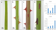 장미 가시 유전자 발현 분석