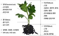 국화 종묘품질 기준