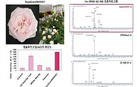 향기 우수 장미 ‘RosaScentNIHHS1’ 특성